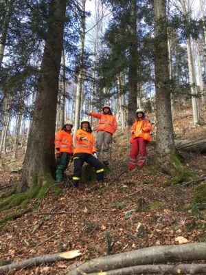 Tečaj za motorno žago 2016